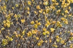 Goldmound Spirea blooming