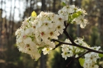 Bradford Pear tree in bloom